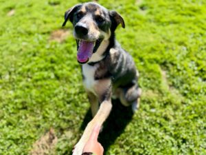 Cooper-4606452b