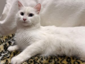 Duchesse-Gingras-9bef461b