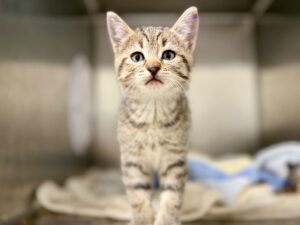 Kitty-Perry-251b3fe7