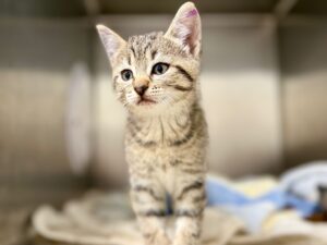 Kitty-Perry-67e89a28