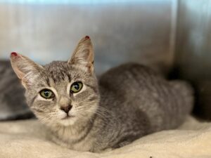 Minette-Reno-02af8923