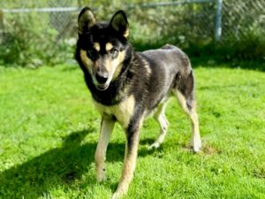 Prince-a04631ff