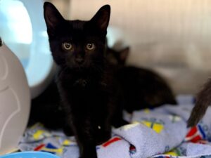 Tabby-712e1222