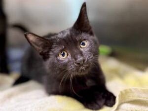 Tabby-c99dd421