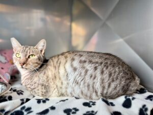 Cleo-cf17c55c