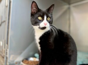 Elvis-Purrsley-0086bccc