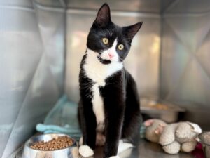 Elvis-Purrsley-b141257f